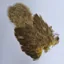 Whiting Brahma Hen Soft Hackle with Chickabou in Pale Yellow